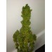 Mexican Airlines Auto - FastBuds